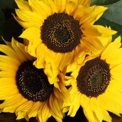 SUNFLOWER SEEDS-[best_gifts_for_women]-[gifts_for_her]-Seventeen Minutes